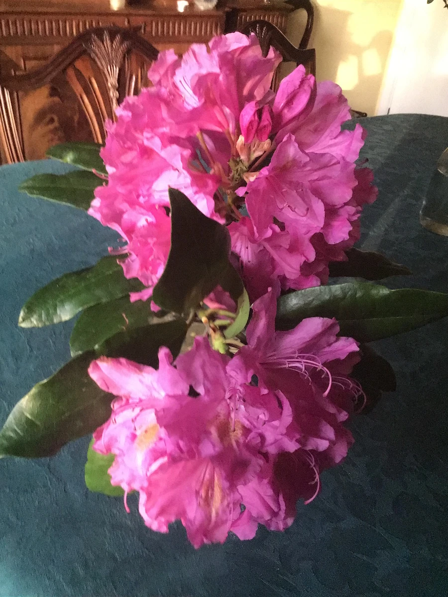Unnamed ponticum hybrid